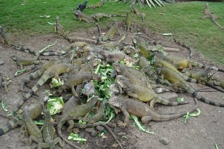 Parque Seminario (Iguana Park), Guayaquil, Guayas Province, Ecuador